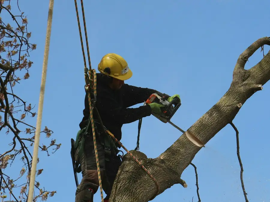 Tree surgery job example