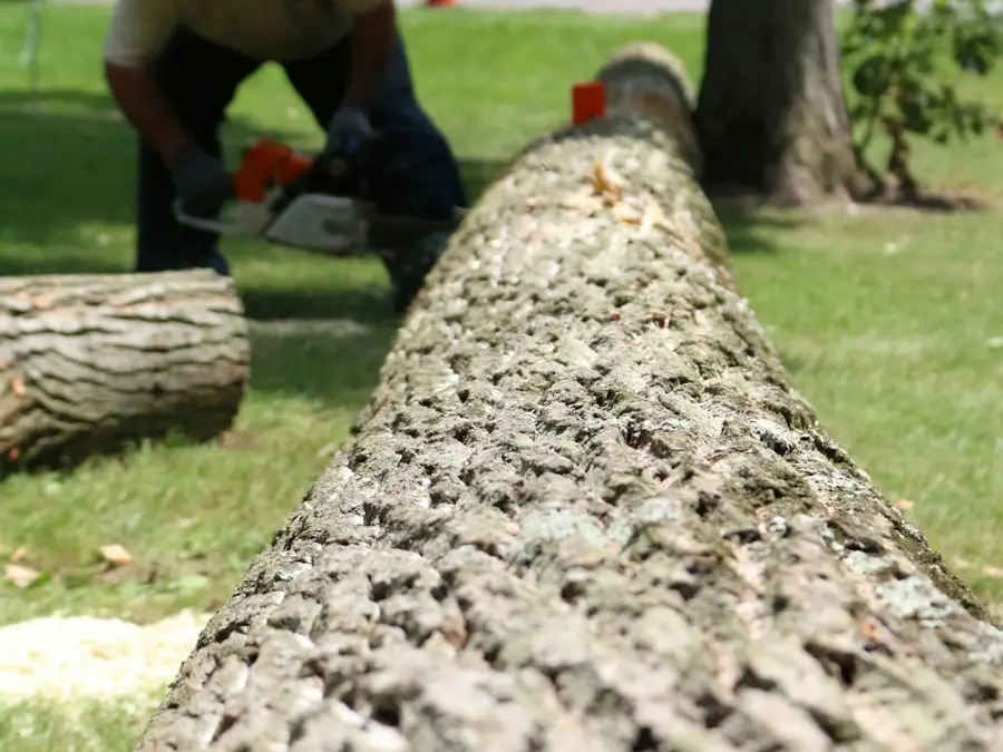 Tree surgery job example